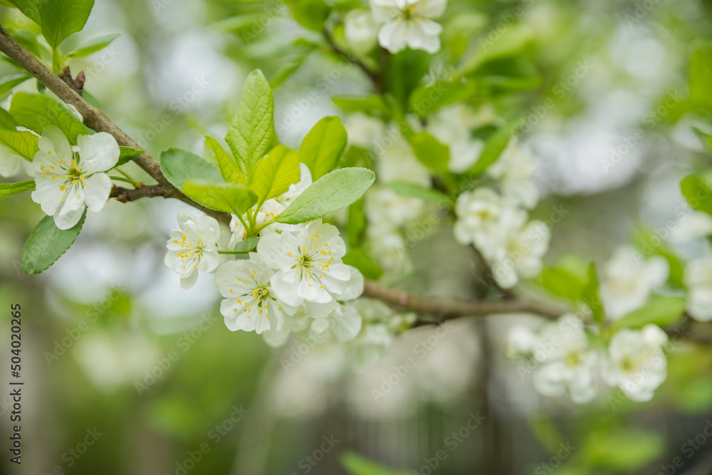 Beautiful blooming flowers of apple tree.Apple garden with blossom apple trees. Beautiful Countryside spring landscape. Scene with Apple trees in sunny spring day Beautiful blooming flowers of apple tree.Apple garden with blossom apple trees. Beautiful Countryside spring landscape. Scene with Apple trees in sunny spring day