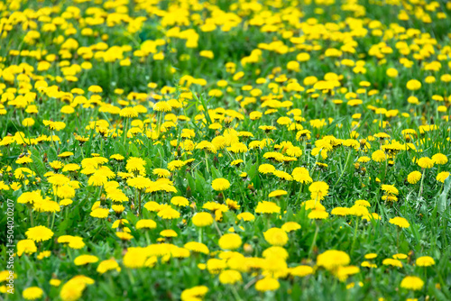 Large field with yellow dandelions. © Ilya
