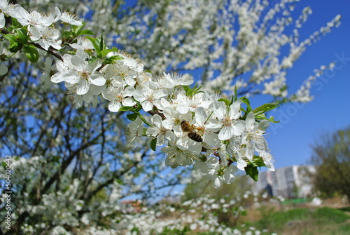 white cherry tree