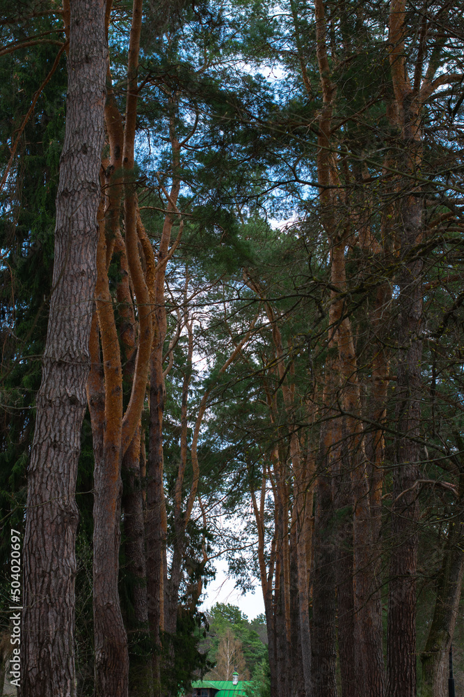 Fototapeta premium path with pine forest nature