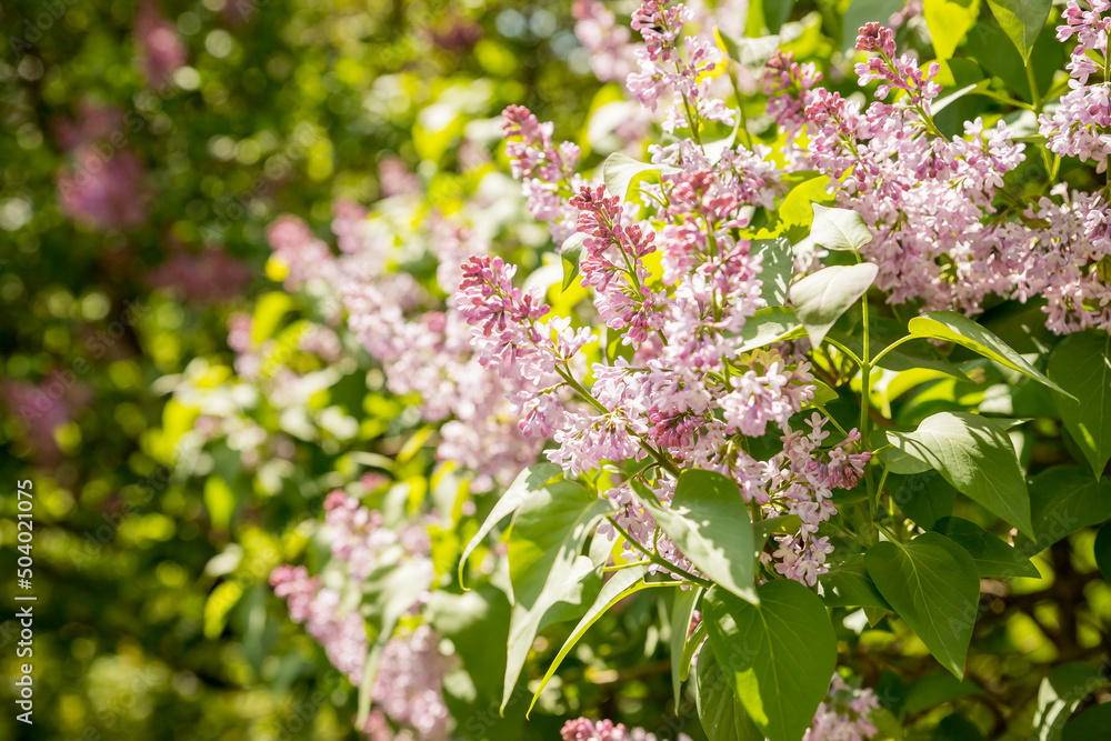 Beautiful lilac flowers with selective focus. Purple lilac flower with blurred green leaves. Spring blossom. Blooming lilac bush with tender tiny flower. Purple lilac flower on the bush. Summer time Beautiful lilac flowers with selective focus. Purple lilac flower with blurred green leaves. Spring blossom. Blooming lilac bush with tender tiny flower. Purple lilac flower on the bush. Summer time