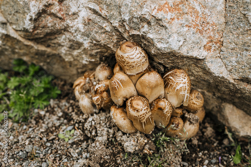 Wild brown edible Chlorophyllum brunneum mushrooms grow in nature under a stone.