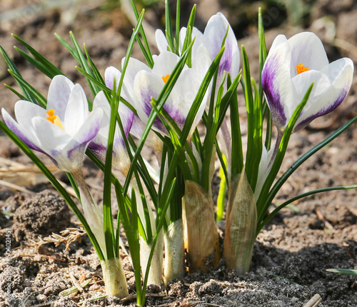 Crocus is one of the first plants to bloom in the spring in the garden
