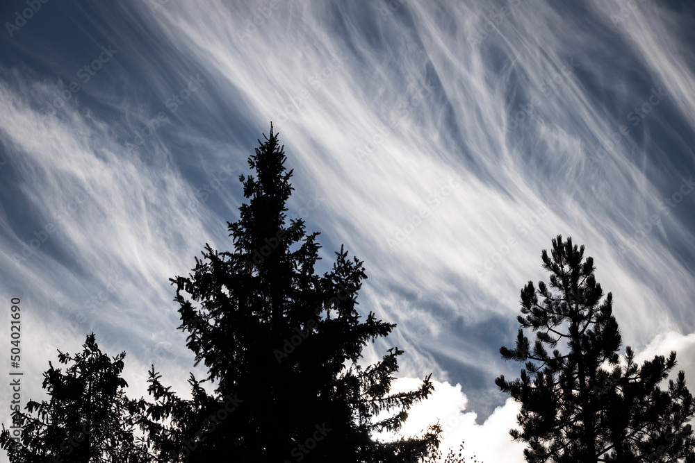 Obraz premium sunset in the forest