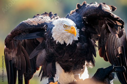 Fototapeta portrait of a bald eagle