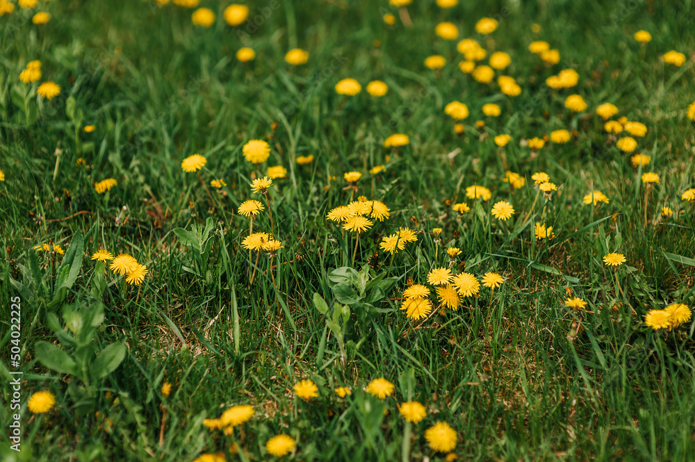 Beautiful yellow dandelions bloom outdoors in green grass in spring. Photography of nature.