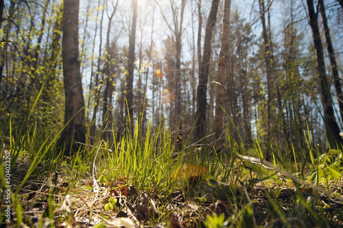 New green grass growing in the forest with blurry trees and blue sky on background, closeup ground view