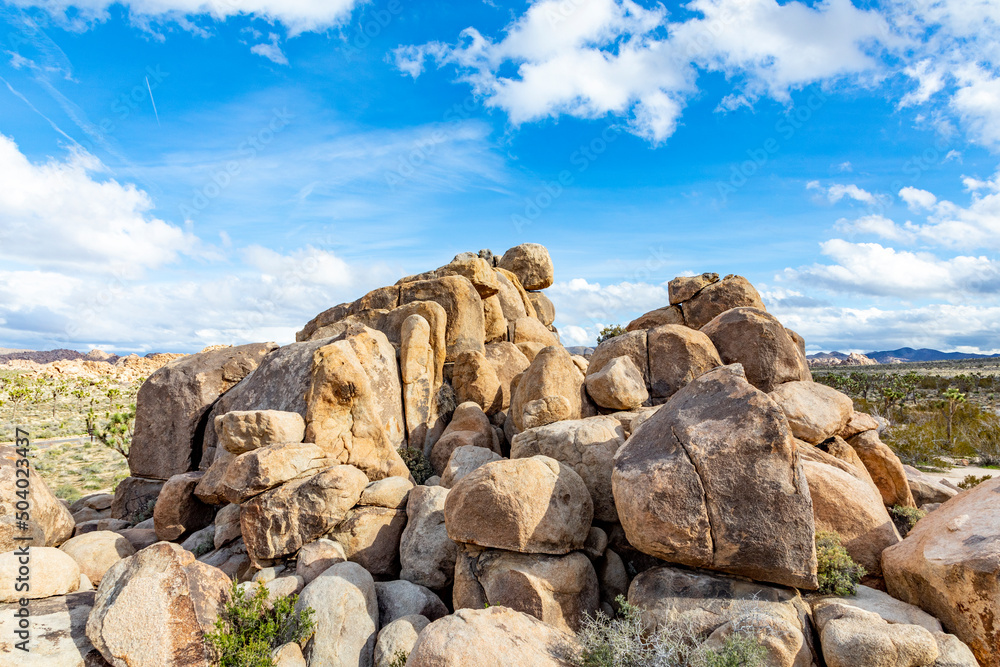 landscape with joshua trees in the desert