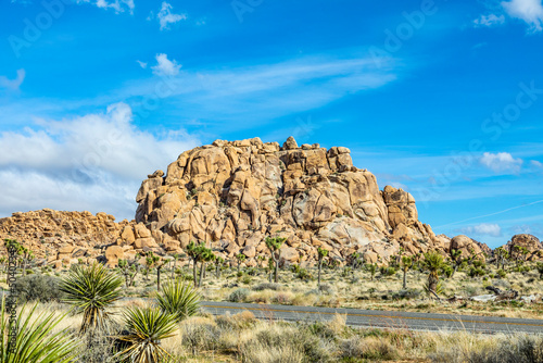 landscape with joshua trees in the desert