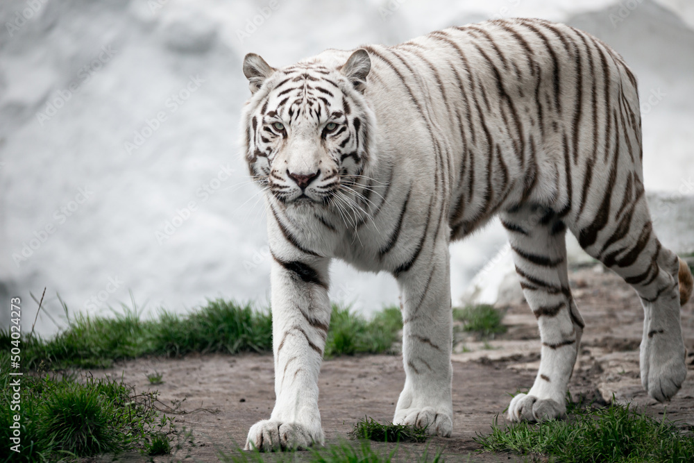 Naklejka premium Bengal Tiger at the zoo walking. White Tiger at Safari Park.