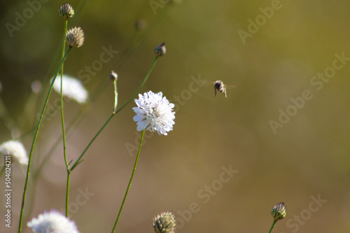 Closeup of cornflower with bee flying and blurred background