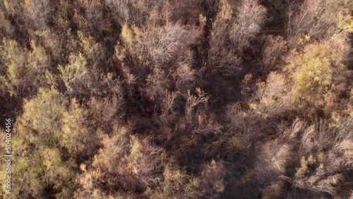 Wallpaper Mural flying over a forest trees Torontodigital.ca