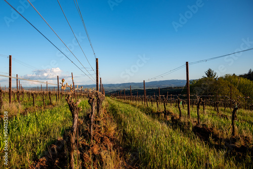 Green grass is lush between rows of grapevines in spring in an Oregon vineyard, tiny leaves sprouting on each pruned vine on a wire trellis.  © Jennifer L Morrow