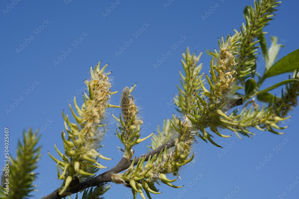 Grass flowers with pollen closeup. Pollen that cause allergic reactions