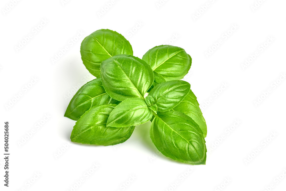 Fresh basil leaves, isolated on white background. Fresh basil leaves, isolated on white background.