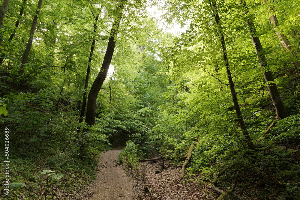 Obraz premium Spring European forest. Reserve near Krakow (Poland).