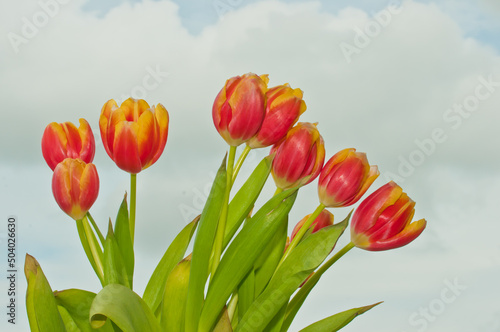 front view  close distance of a group of long stem  orange and yellow tulips beginning to bloom  on a tropical balcony