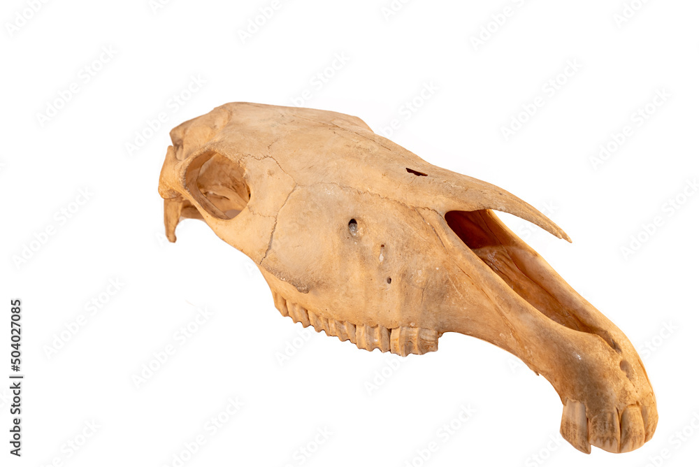 Horse equine (Equus caballus) mammal with natures teeth and skull anatomy on white background. Natures and biology of domestic animals. Horse equine (Equus caballus) mammal with natures teeth and skull anatomy on white background. Natures and biology of domestic animals.