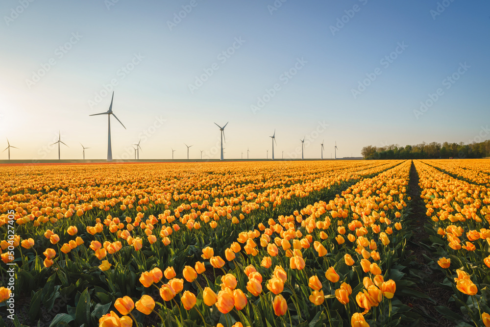 Tulip fields and rows of grand Wind Turbines at dusk in Noordoostpolder part of Netherlands