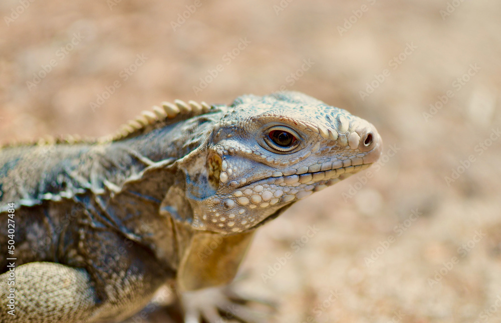 A Close Macro Shot of a Sun-basking Endangered Cuban Rock Iguana  Cuban Ground  West Indian Rock Caribbean  Puerto Rican Rock Iguana  Cyclura Nubila