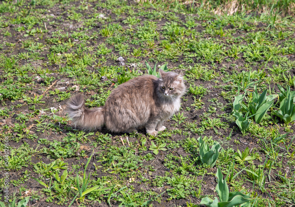 Gray street cat hunting in grass closeup Gray street cat hunting in grass closeup
