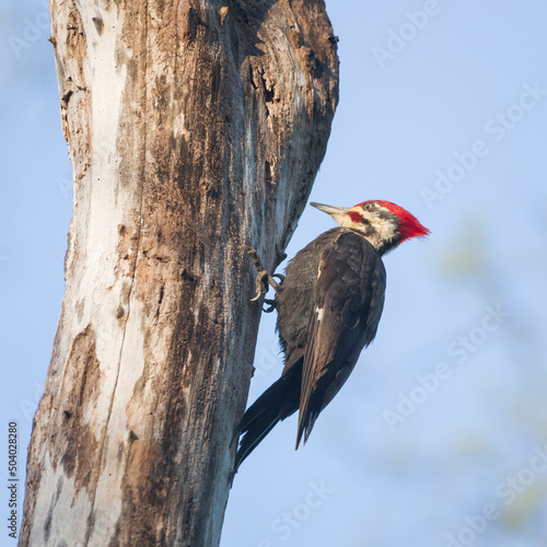 Male Pileated woodpecker.Chesapeake and Ohio Canal National Historical Park.Maryland.USA