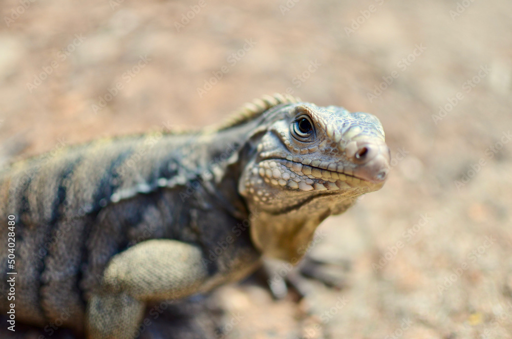 Obraz premium A Close Macro Shot of a Sun-basking Endangered Cuban Rock Iguana Cuban Ground West Indian Rock Caribbean Puerto Rican Rock Iguana Cyclura Nubila