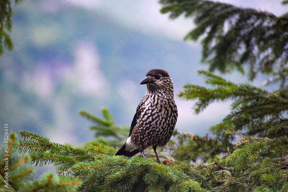 Obraz premium bird on a branch
