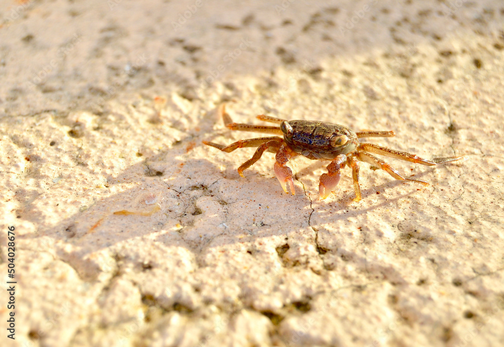 A Small Young Crab Sun Bathing by the Seaside on a Paved Textured Wet Concrete ground Background. Shot in The Florida Keys. A Small Young Crab Sun Bathing by the Seaside on a Paved Textured Wet Concrete ground Background. Shot in The Florida Keys.