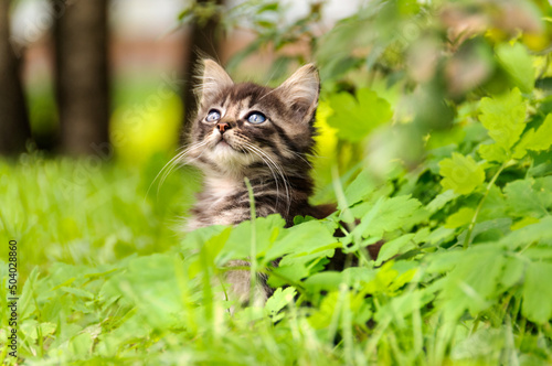 Fototapeta Naklejka Na Ścianę i Meble -  playful fluffy little kitten sits in green foliage. Selective focus, copy space