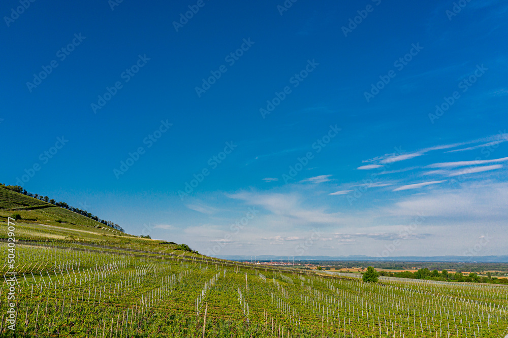 Young green vineyards of Alsace in the setting sun