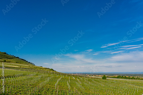 Young green vineyards of Alsace in the setting sun