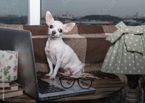 A small funny purebred puppy of white chihuahua dog wears in modern office eyeglasses sits next to the laptop near the white window at the school office posing to the camera.