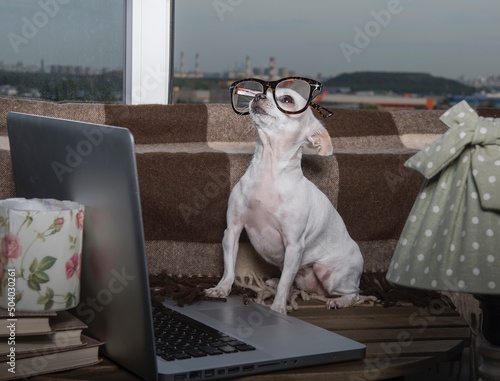 A small funny purebred puppy of white chihuahua dog wears in modern office eyeglasses sits next to the laptop near the white window at the school office. © Sergei