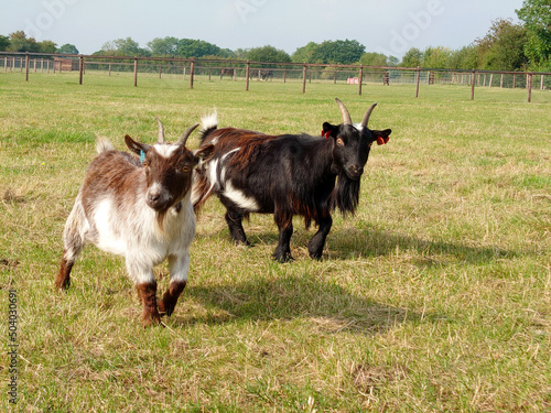 Pygmy goats in the field