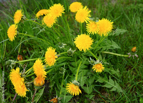yellow dandelions in the grass