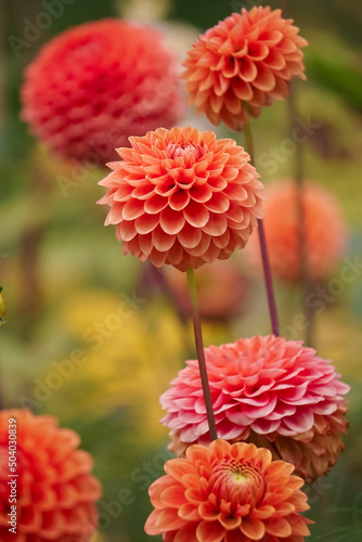 Beautiful red and orange dahlia flower in full bloom during summer time, a closeup 