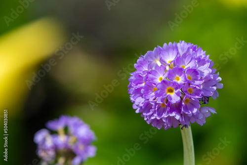 Pink drumstick primula (primula denticulata) flowers in bloom photo