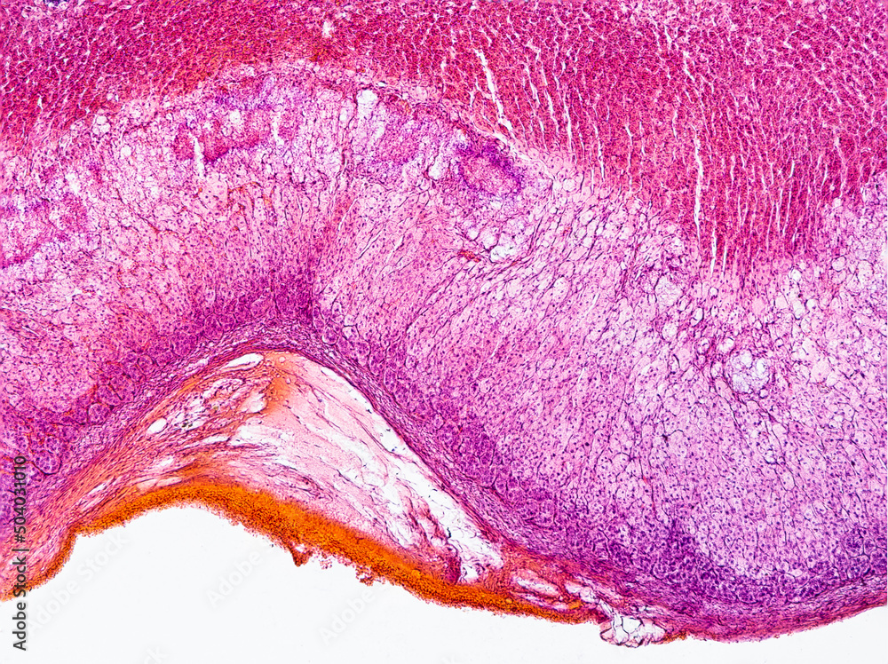 Foto Stock cat adrenal gland cross section under the microscope showing