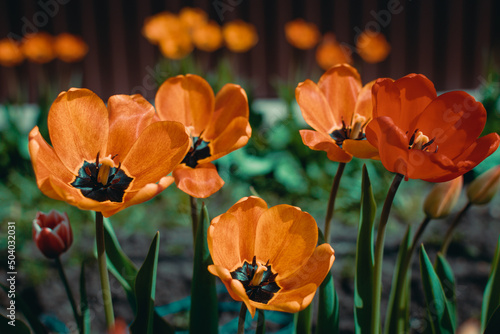 Fototapeta Naklejka Na Ścianę i Meble -  Beautiful blooming tulips in the flower bed. Selective soft focus. Toned photo