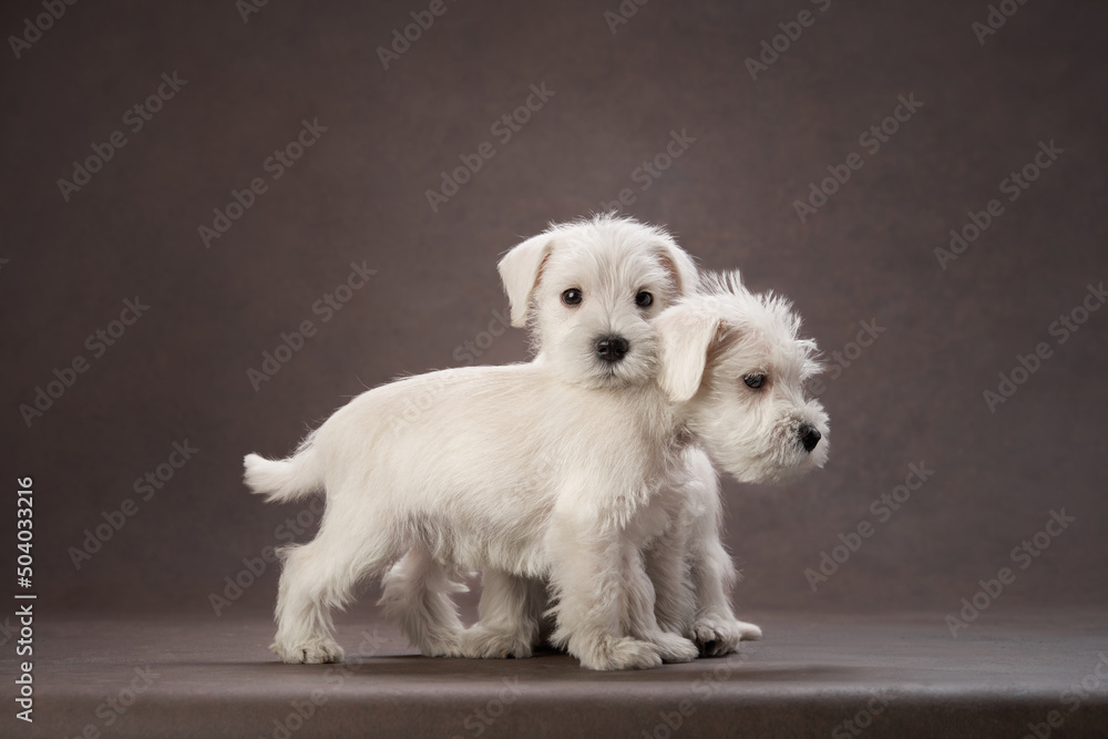 two puppies white schnauzer on a brown background. Cute dog portrait