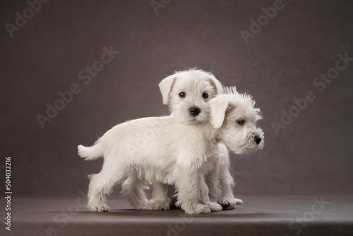 two puppies white schnauzer on a brown background. Cute dog portrait © annaav