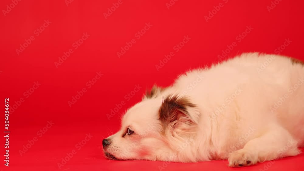 Fluffy white dog lying on red background. Relaxed spitz resting in studio. Fluffy white dog lying on red background. Relaxed spitz resting in studio.
