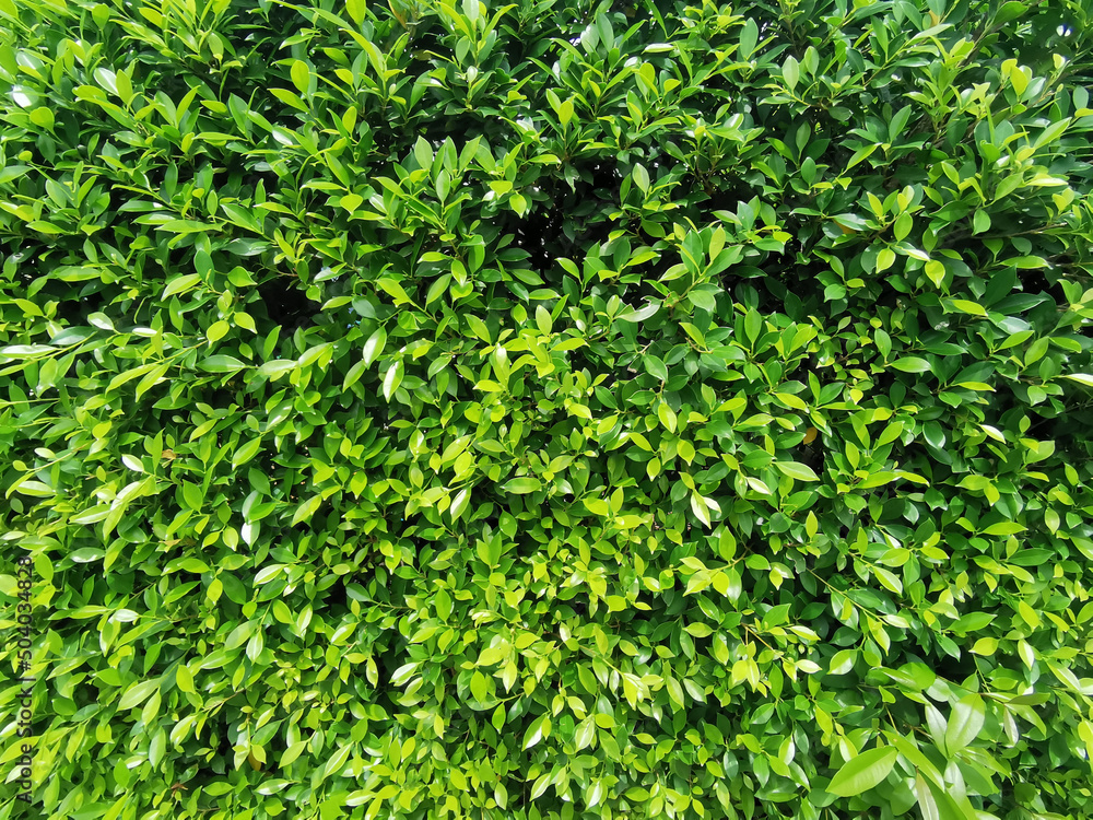 green leaves background green leaves background
