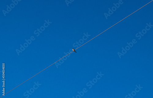 Bird on the wire with a blue sky