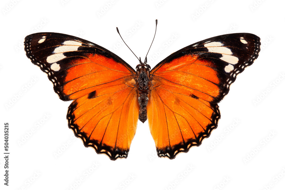 Obraz premium Piękny motyl latający na białym tle. Acraea terpsicore, motyl rudowłosy, to niewielki motyl, którego można używać w grafice lub projektowaniu reklam.