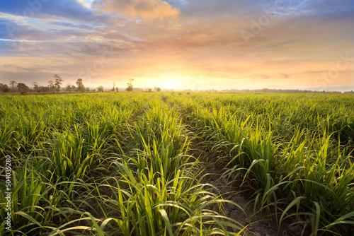 Sugarcane field at sunset. sugarcane is a grass of poaceae family. it taste sweet and good for health. Well known as tebu in malaysia