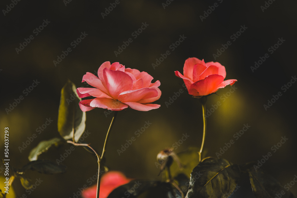 Fototapeta premium A large rose with pink petals