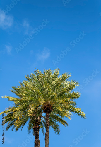 Date palm tree and blue sky background.