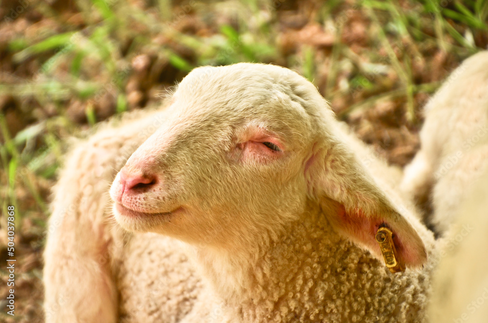 Closeup portrait of a very cute, flurry wooly white lamb i Closeup portrait of a very cute, flurry wooly white lamb i